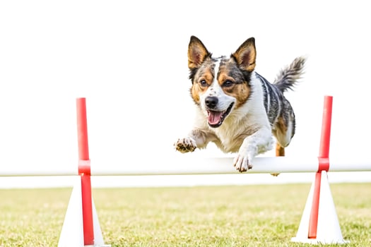 Happy Border Collie Jumps Over Hurdle photo