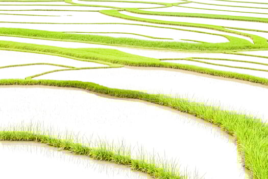 Lush Green Rice Paddy Fields photo