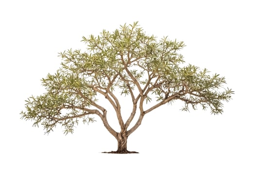 Isolated Tree with Lush Green Foliage photo