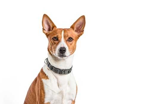 Basenji Dog Portrait with a Curious Look photo
