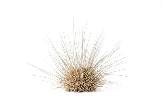 Dry Grass Bush Isolated on White Background photo