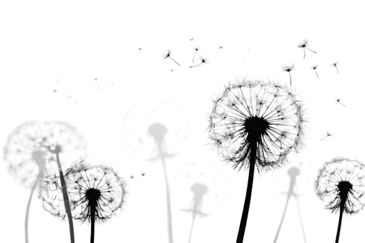 Dandelion Silhouettes on White Background photo
