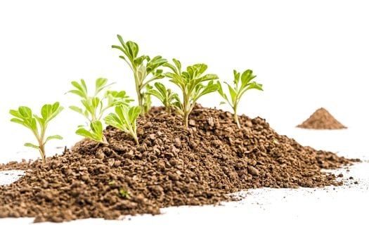 Green Shoots Emerging from Soil photo