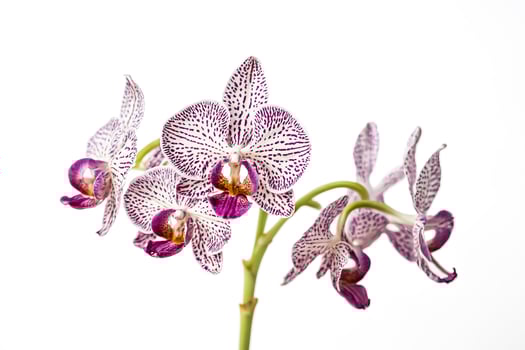 White and Purple Orchid Flower with White Background photo