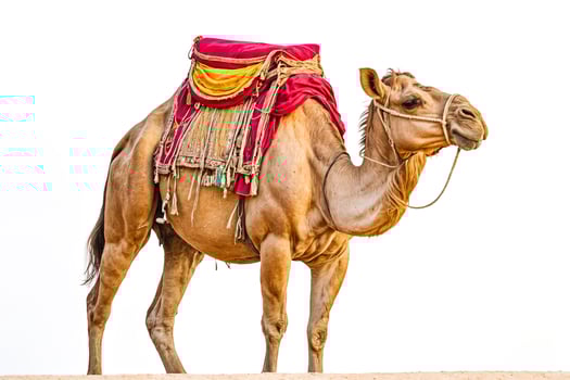 Camel with a red and yellow saddle isolated on white background photo