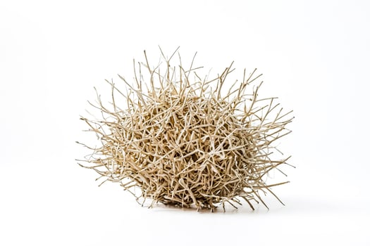 Dried flower bud on white background photo