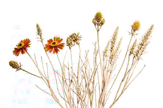 Dried Flowers and Branches in a White Background photo
