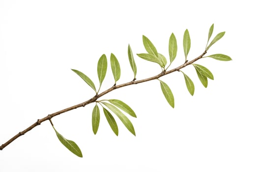 Green Branch with Leaves on White Background photo