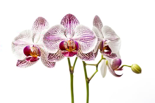Close-up of a Beautiful White and Purple Orchid Flower photo