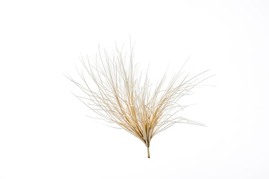 Dried Grass Flower on White Background photo