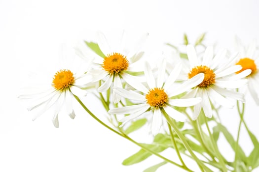 Close-up of white daisies with yellow centers photo