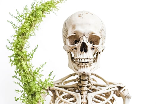 Human Skeleton with Green Plant on White Background photo