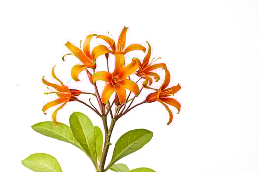 Orange Lily Flower with Green Leaves Isolated on White Background photo