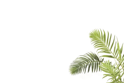 Tropical Palm Leaves on White Background photo