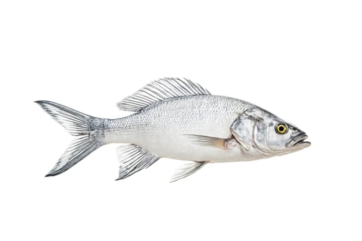 Silver Perch Fish Isolated on White Background photo