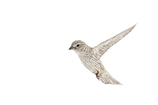 Bird in flight with white background photo