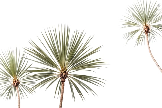 Palm tree leaves isolated on white background photo