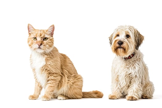 Cat and dog sitting together photo
