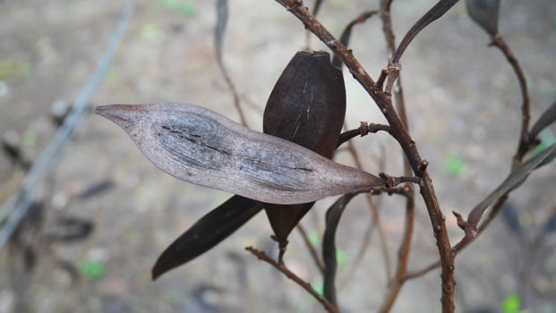 brown dried fruit of a plant photo