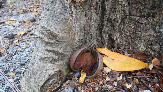 brown dried fruit of a plant photo