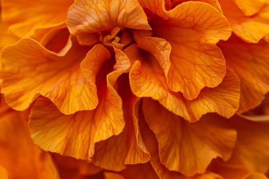 of a large orange flower with background photo
