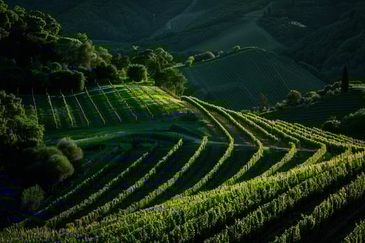 a vineyard field with rows of green vines background photo
