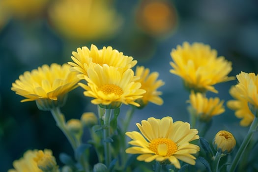 A Bunch of Yellow Flowers with a Scenic Background photo
