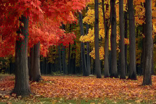 autumn trees in the forest with leaves on the ground background photo