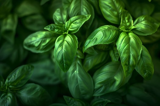 Basil leaves shown in this image, background photo