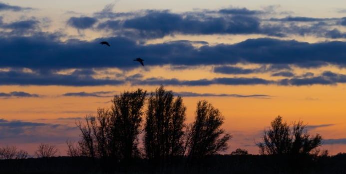 beautiful red evening sky at biesbosch national park photo
