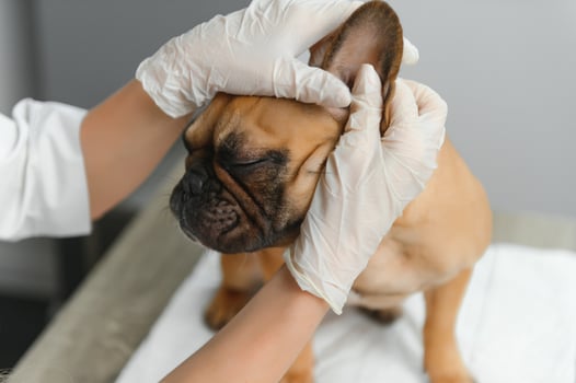 Veterinarian examining cute dog in clinic photo