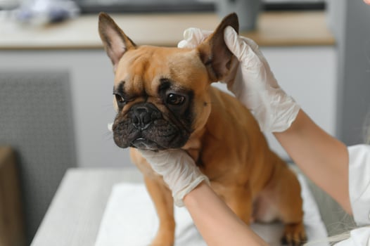 A veterinarian examines a dog. Selective focus on the dog. High quality photo