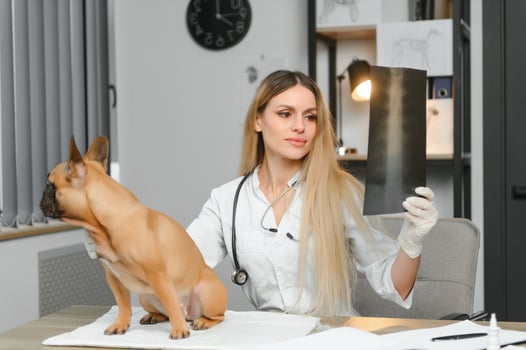 cheerful young veterinary taking care and examining a beautiful pet dog french bulldog photo