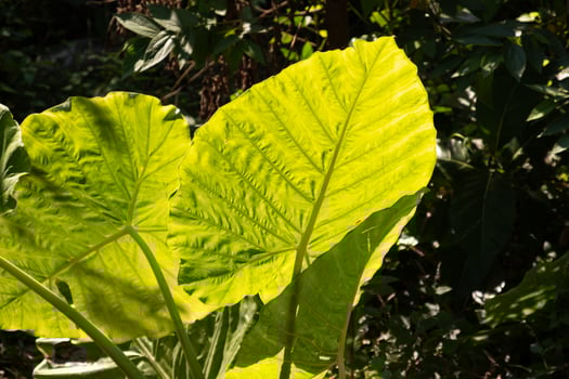 Beautiful large green taro leaves photographed close up photo