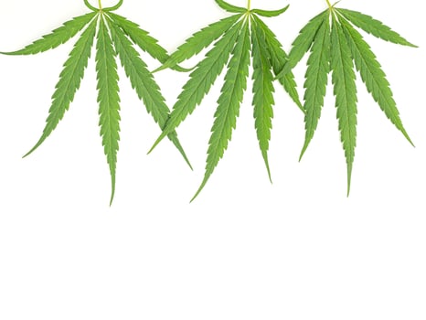 Top view of green cannabis leaves isolated on white background. Alternative medicine. Growing organic cannabis herb on the farm. Marijuana plantation for medical concept photo