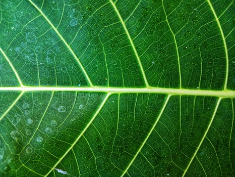 green leaf texture taken close up. photo