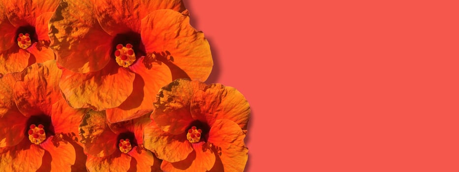 Flower banner background on autumn holiday. Colorful pumpkins, autumn leaves and flowers, decoration on copy space background. photo