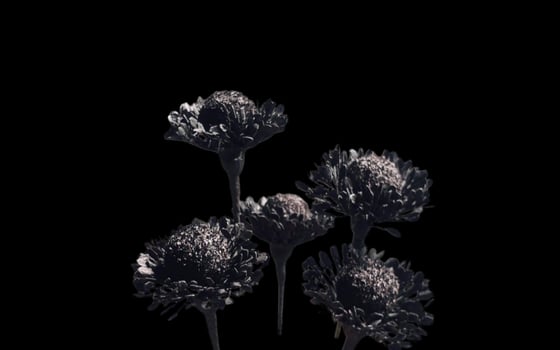 Abstract beautiful blooming flowers with copy space background. Flowers on frame copy space. photo