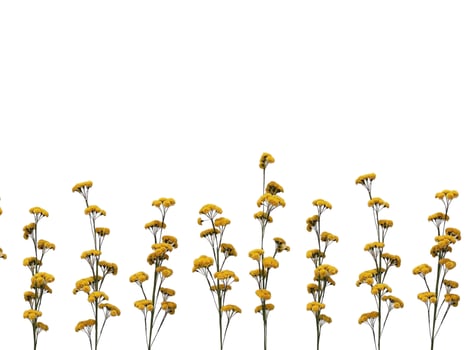 Abstract beautiful small sunflowers on copy space background. Sunflowers on copy space frame. photo
