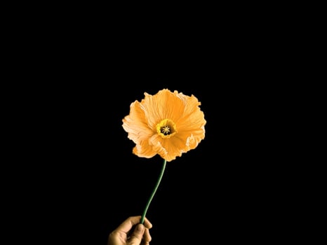 Beautiful lilies on blank background. photo