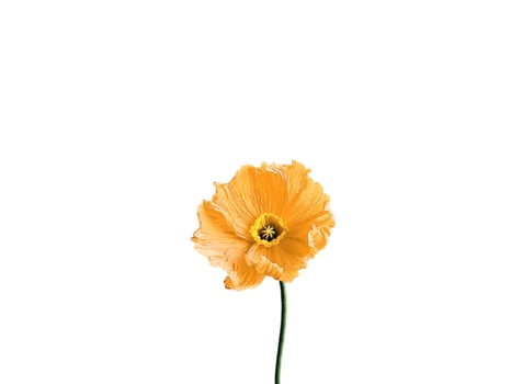 Beautiful lilies on blank background. photo