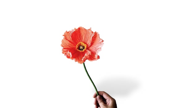 Beautiful lilies on blank background. photo