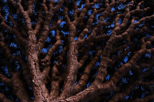 Yemen. Socotra island. Dragon tree. Dracaena cinnabari photo