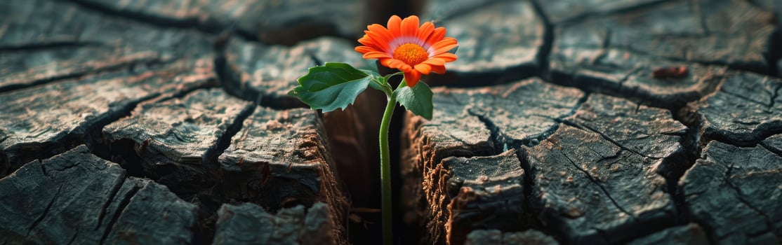 Flower Growing From Tree Crack photo