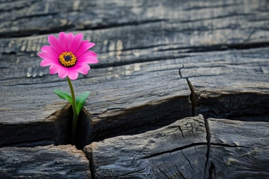 Pink Flower on Wooden Surface photo