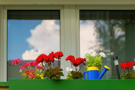 window sill with a blue watering can and a variety of flowers photo