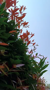 Red shoot leaf plants that grow abundantly photo