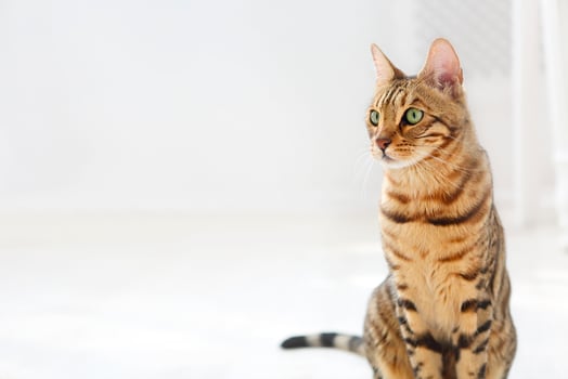 Bengal cat on white background sits sideways, looks aside. photo