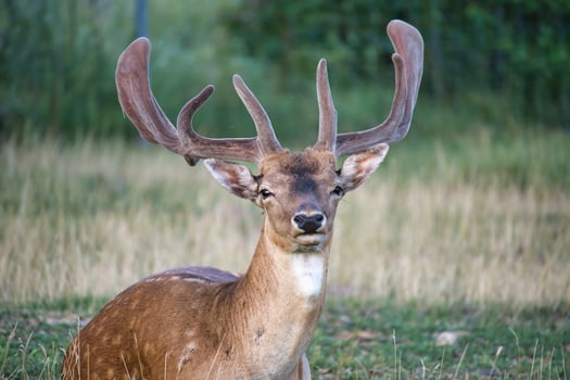 Resting deer in a grassy field with majestic antlers, calm nature scene photo