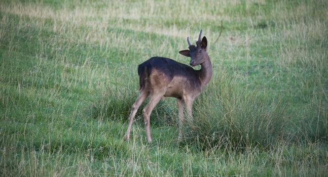 Resting deer in a grassy field with majestic antlers, calm nature scene photo